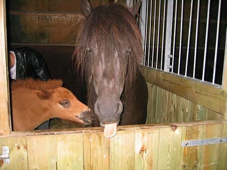 Islænder Perla Marcusminde SOLGT  - bahhhh... dumme fotograf! billede 9