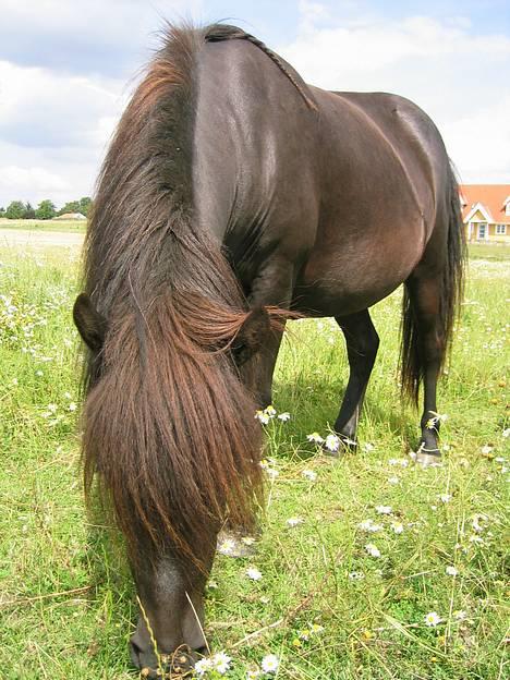 Islænder Perla Marcusminde SOLGT  - Græs græs græs.... mummmmssss billede 10