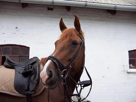 Dansk Varmblod Lopez - Lige før en ridetur billede 6