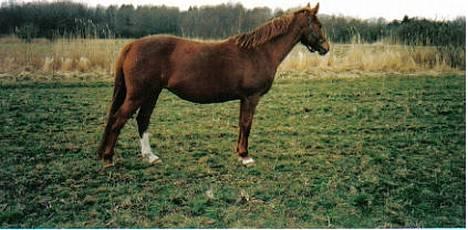 DSP Miss Freja - Pigen, her var hun gået ca. 1-2 uger over tid (ifol!)!! billede 8