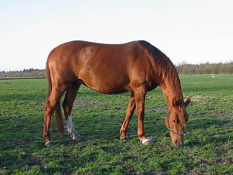 DSP Miss Freja billede 9