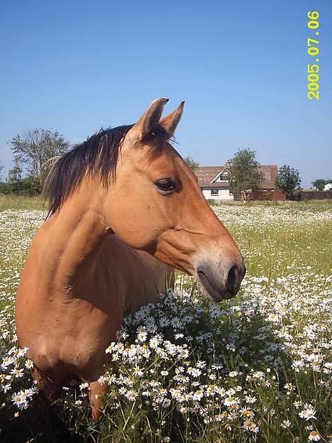 Anden særlig race  Bambi - Den søde lille dame, dagen efter hun kom hjem fra hingst.. Er hun ikk lækker? :P Syns hun er yndig! ;) billede 1