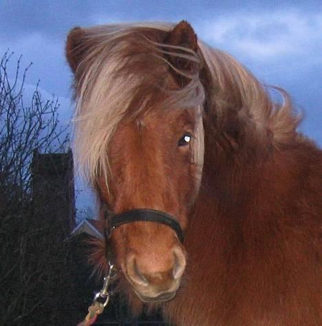 Islænder Tritla Fra Marcu... SOLGT - Tritla - Januar 2005 billede 6