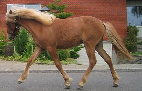 Islænder Tritla Fra Marcu... SOLGT - Tritla i Trav billede 8