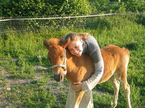 Islænder Tritla Fra Marcu... SOLGT - Tritla får et  knus... billede 9