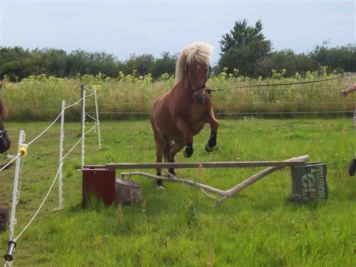 Islænder Tyra Fra Stårup  - 2. august 09. billede 8