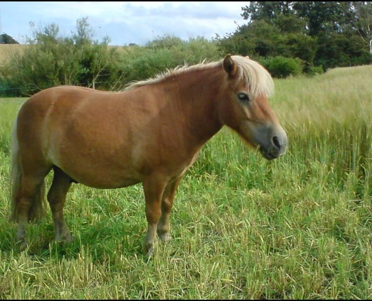 Shetlænder Okkermand - Søde lille Okkermand lige inden han blev solgt )´: billede 1