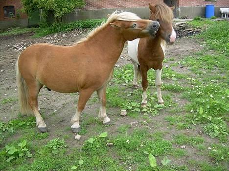 Shetlænder Okkermand - Okker og Charming leger som sædvanlig . billede 2