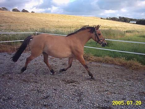 Anden særlig race  Bambi - Er hun ikke bare lækker, den yndige? billede 3