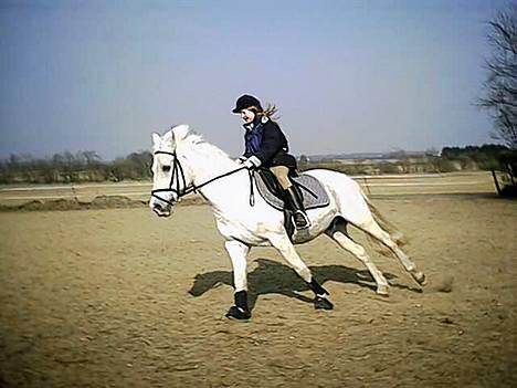 Sportsaraber (A) Tricot R.I.P ;(  - mig og tricot i fuld gallop frisk det er han :) billede 4