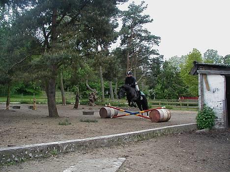 Welsh Cob (sec D) Awen billede 10