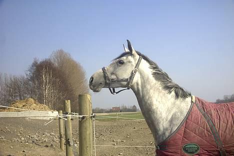 Anden særlig race Bianca billede 1