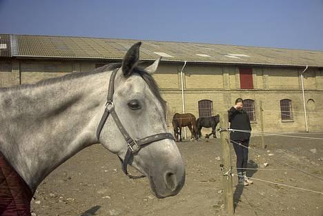 Anden særlig race Bianca billede 2