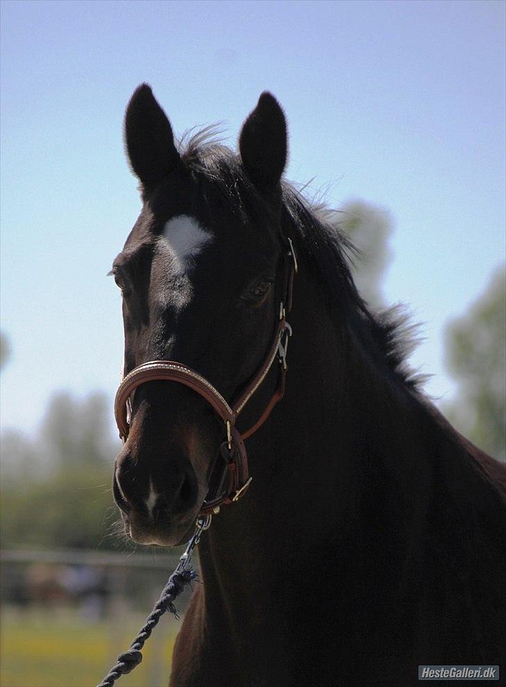 Dansk Varmblod Le-Meilleur [Lør] - Foto: Simone billede 2