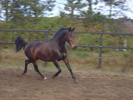 DSP Nickoline - Nicko traver... Desværre lidt sløret! billede 5