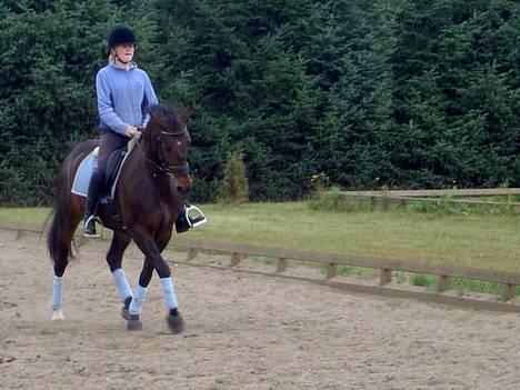 DSP Nickoline - dressur!  billede 7