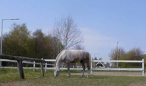 Anden særlig race Janus billede 9