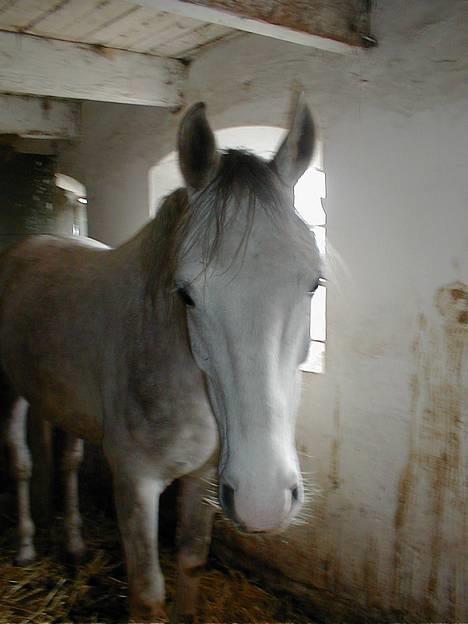 Anden særlig race Janus - Englebassen billede 10