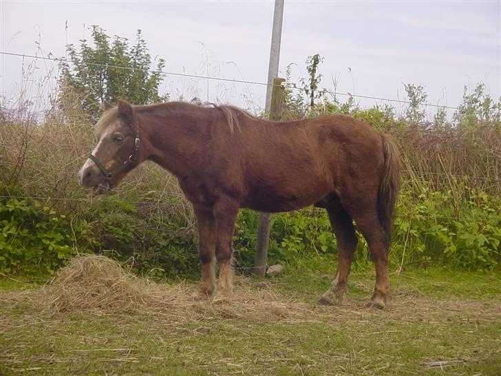 Anden særlig race boy29år ( død.d.19.10.07) - nyt billed af boy d.9/8 07 han ser da godt ud 29 år billede 1