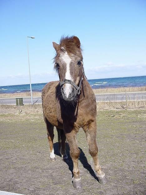 Anden særlig race boy29år ( død.d.19.10.07) billede 2