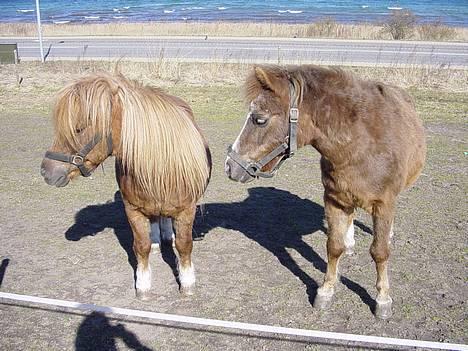 Anden særlig race boy29år ( død.d.19.10.07) - viktor og boy billede 3