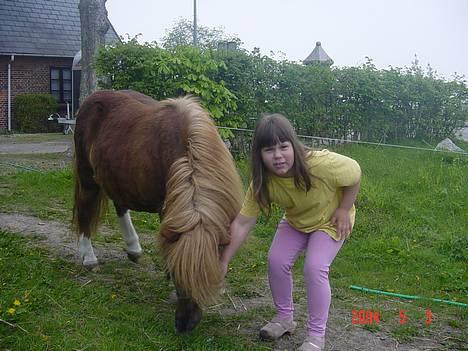 Shetlænder viktor  solgt - wiktor og vinnie nu vil viktor altså ha noget græs.......... billede 8