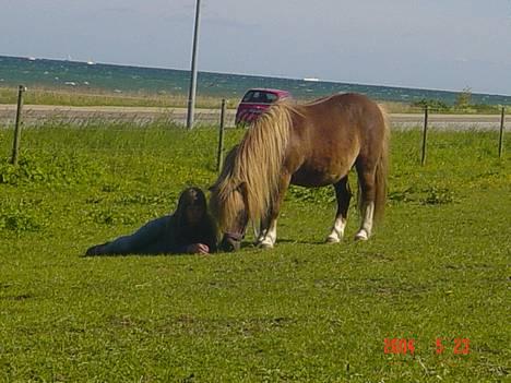 Shetlænder viktor  solgt - det svært at se her ligger winnie,og hygger sig med viktor.............. billede 9