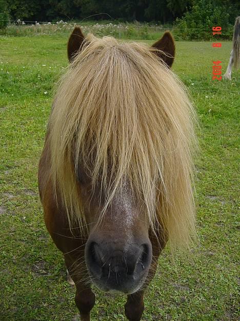 Shetlænder viktor  solgt - ja det svært at tage billeder af viktor ,han står altid så tæt,men sød er han da...... billede 10