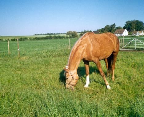 Palomino Mountheavens Lipsha - Lipsha på sommergræs billede 1