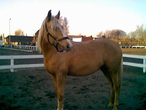 Palomino Mountheavens Lipsha - Lille Lipsha billede 3