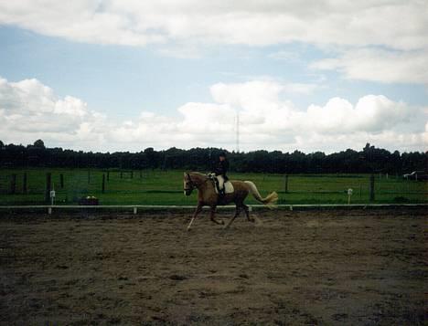 Palomino Mountheavens Lipsha - Her rider mig og Lipsha en middeltrav i La 1 billede 4