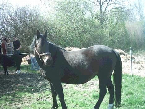 Anden særlig race Musse - nu er der kun ca 5 uger til føllet kommer (taget 30.4.) billede 8