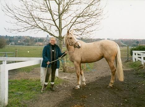 Palomino Mountheavens Lipsha - Første dag jeg havde Lipsha billede 5