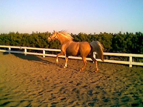 Palomino Mountheavens Lipsha - Lipsha i vild gallop billede 7