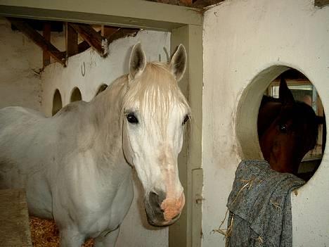 Shagya Araber (SH) Mistral (Mulle) <3 afgået ved døden :'( - Her er han så endnu en gang til og hesten på den anden side af muren er min storesøsters travhest Domingo!! billede 7