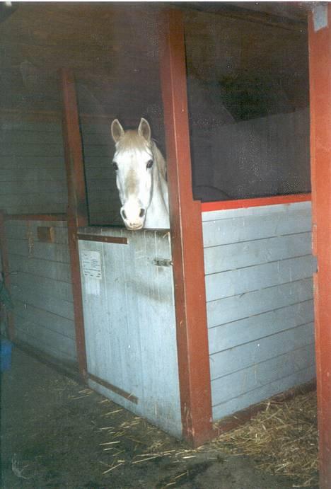 Connemara twiggi munkholm billede 1