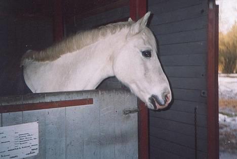 Connemara twiggi munkholm billede 2