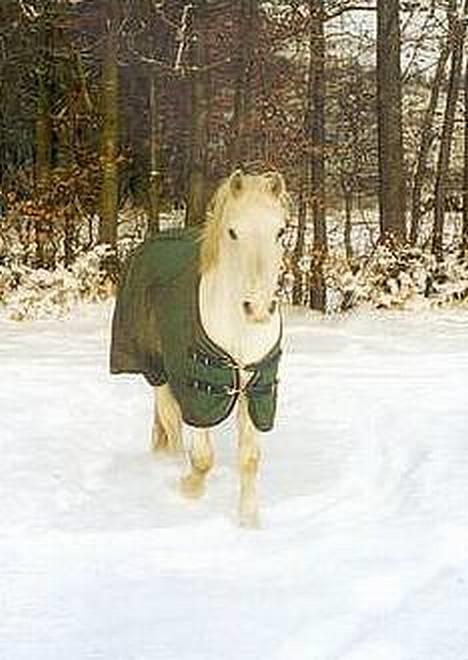 Connemara twiggi munkholm - årh basse´mand <3 billede 3