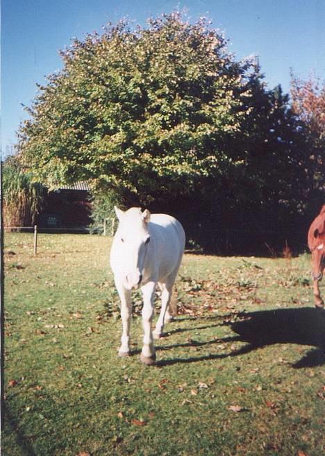 Connemara twiggi munkholm - her er han på hans sommer fold... billede 5