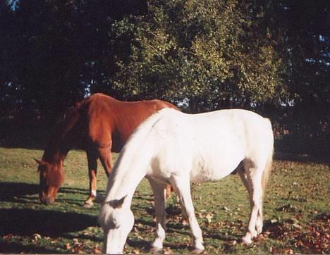 Connemara twiggi munkholm - Twiggi & Roso billede 6