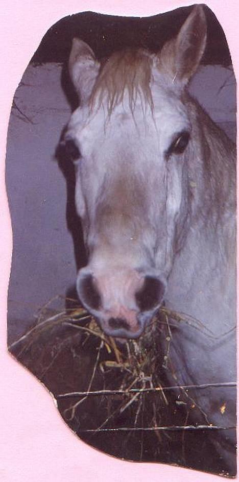 Connemara twiggi munkholm - hvem er det der kommer der?? billede 9