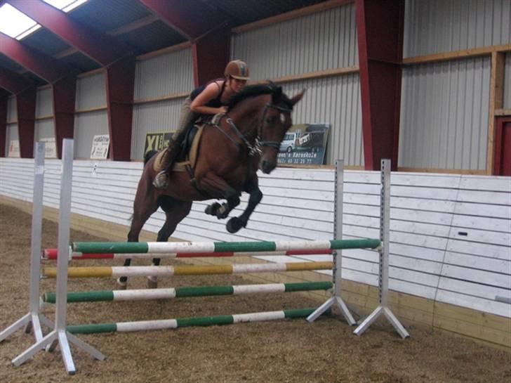 Hannoveraner shiba spudalshøj <33 billede 5