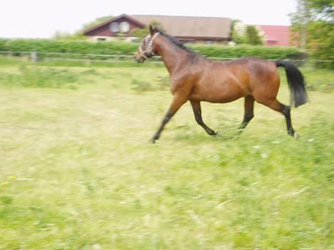 Anden særlig race Dear-lei <3 hvil i fred min engel - han har hvis lige fået sommerkuller.. han løb rundt sammen med barco i en halv time.. men det er da en lækker trav.. det syntes jeg hvertfald.. billede 4