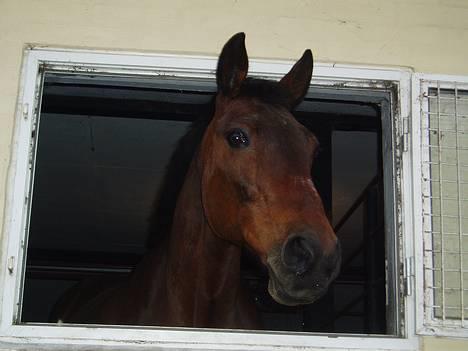 Anden særlig race Dear-lei <3 hvil i fred min engel - hallo.. øhh hvad er det.. et kamera.... se mig lige.. ta nu et billede..(Dear-lei kigger lige ud af sin boks) billede 6