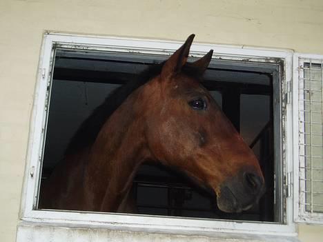 Anden særlig race Dear-lei <3 hvil i fred min engel - hey hvad er det.. en hoppe.. ja det tror jeg.. mig.. Dear-lei det er en hund billede 7