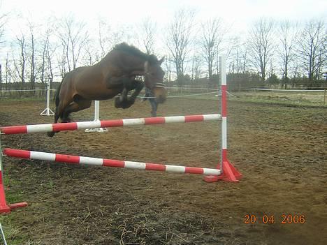 Anden særlig race Dear-lei <3 hvil i fred min engel - løsspringning 1,15 m... han kan sQ springe min gamle dreng billede 8