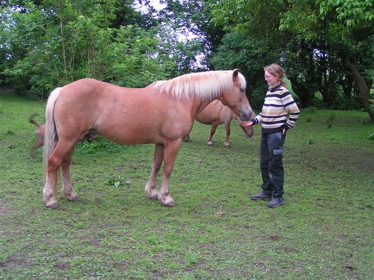 Haflinger Velda - Velda, 20 år og stadig på banen. billede 1