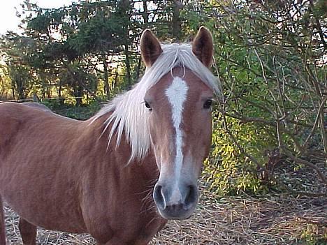 Haflinger Velda billede 2
