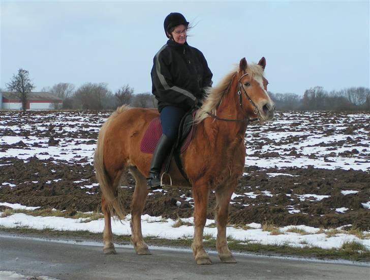 Haflinger Velda - Velda der bliver redet. billede 3
