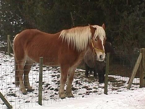 Haflinger Velda - velda i sneen billede 4